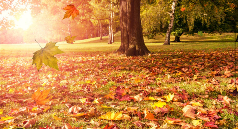 Collection d’Automne